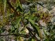 Bidens radiata - feuilles