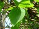 Paulownia - feuilles et fruits
