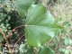 Populus nigra - Peuplier noir (feuille)