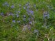 veronica austriaca subsp. dubia - population