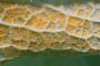 melampsorella symphyti