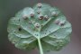 Puccinia malvacearum, rouille de la mauve commune (malva neglecta)