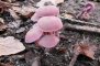 Laccaria amethystina - Laccaire améthyste