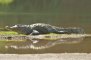 Crocodile du Nil (photo © R. Ruff)