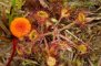 Drosera rotundifolia & Hygocybe cf. helobia