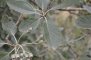 Sorbus aria - Alisier blanc