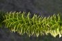 Araucaria du Chili - détail des feuilles