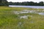 Ranunculus flammula sur la rive de l'étang de la Benette