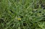 Carex viridula (étang de la Benette)