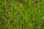 tapis de Littorella uniflora (étang de la Benette)