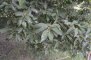Chêne à feuilles de myrsine - feuilles