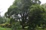 Quercus myrsinifolia - Chêne à feuilles de myrsine