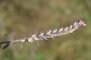 Odontites vernus subsp. serotinus - Odontite tardif (détail)