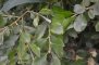 Salix cinerea - Saule cendré